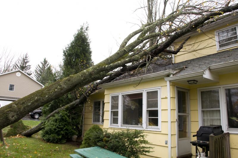 Fallen Tree on Residential Property