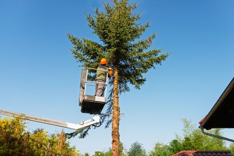 Tree Service detail