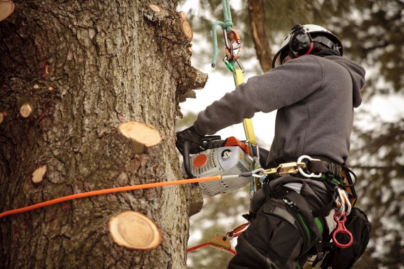 Certified Arborist at Work