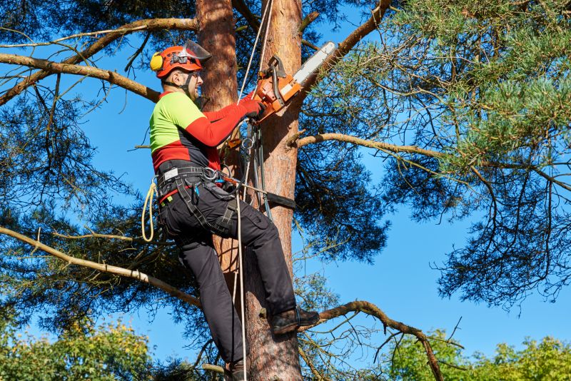 Tree Maintenance Work