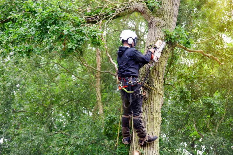 Arborists with Specialized Equipment