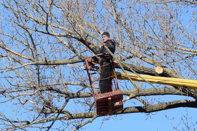 Emergency Tree Trimming Services