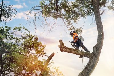 Residential Tree Care Specialists