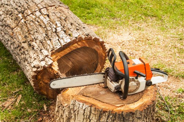 Tree Cutting Service in Clermont
