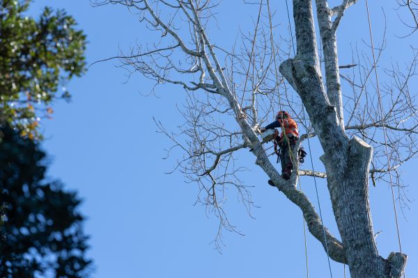 Tree Topping Service in Clermont