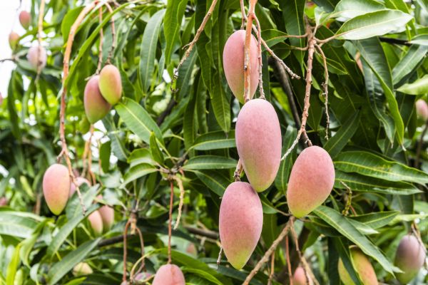 Mango Tree Trimming in Clermont