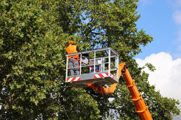 Commercial Tree Service in Clermont