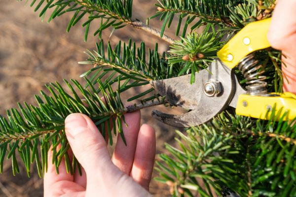 Pine Tree Pruning in Clermont