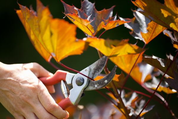 Maple Tree Pruning in Clermont