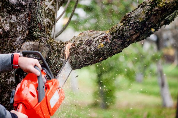 Tree Limbs Removal in Clermont