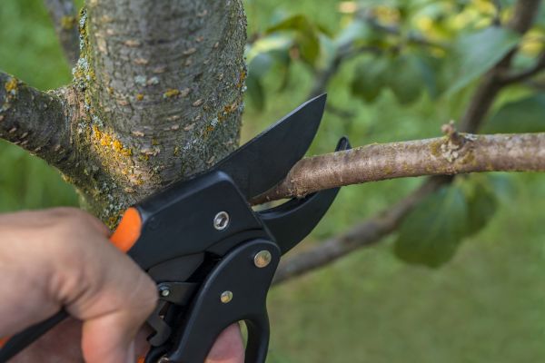 Tree Limb Cutting in Clermont