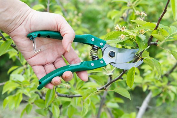 Pear Tree Pruning in Clermont