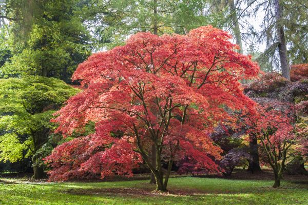 Japanese Maple Pruning in Clermont