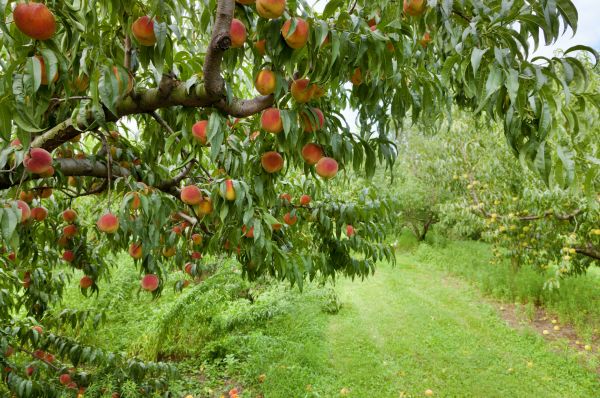 Peach Tree Pruning in Clermont