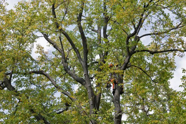 Tree Crown Shaping in Clermont