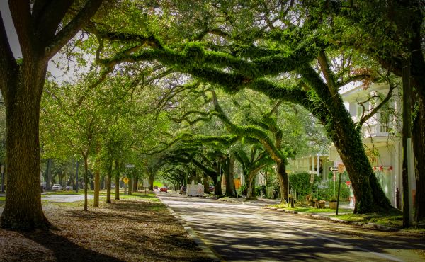 Tree Canopy Thinning in Clermont