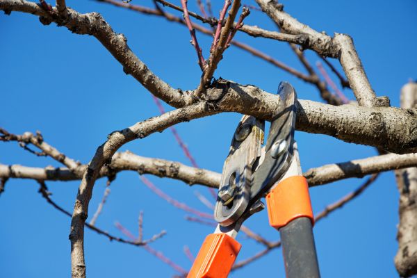 Peach Tree Trimming in Clermont