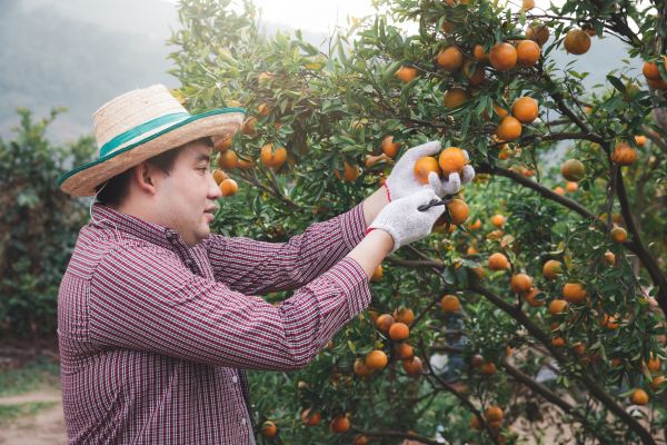 Orange Tree Pruning in Clermont