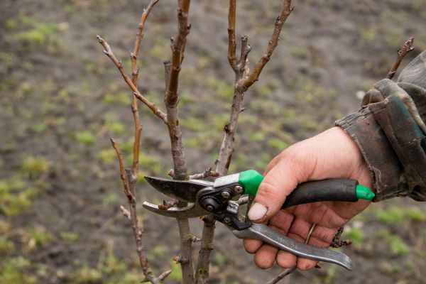 Pear Trees Pruning in Clermont