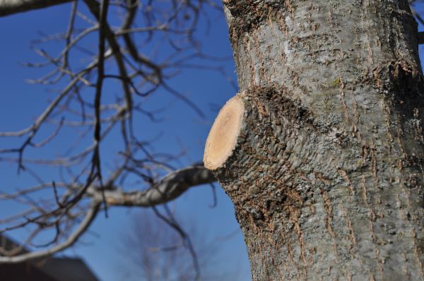 Limb Pruning in Clermont