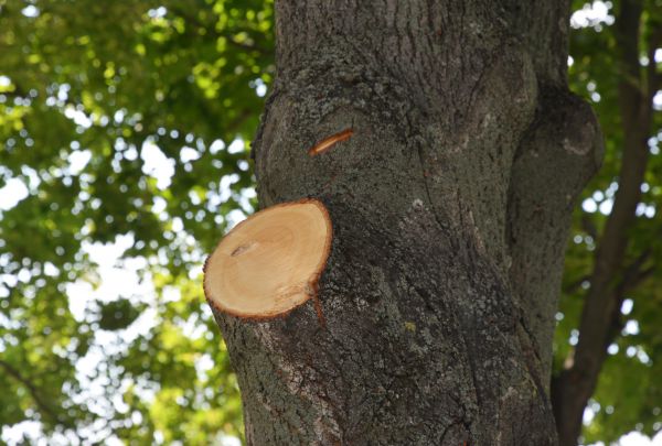 Limb Cutting in Clermont