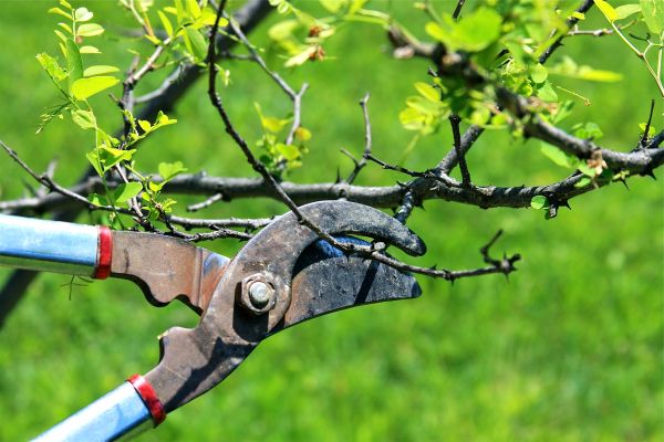 Branches Pruning in Clermont