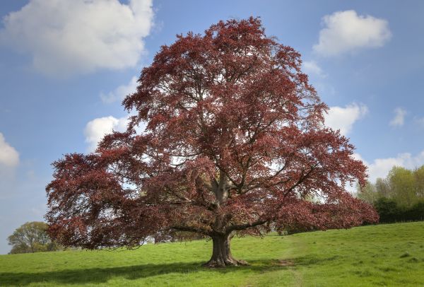 Beech Tree Pruning in Clermont
