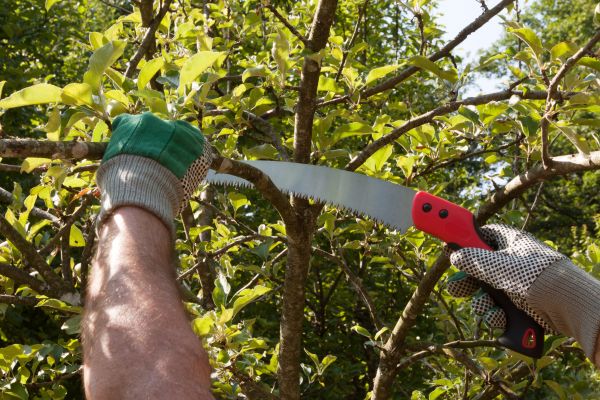 Apple Tree Trimming in Clermont